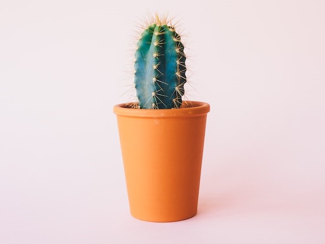 tanaman mini indoor | Aikrut