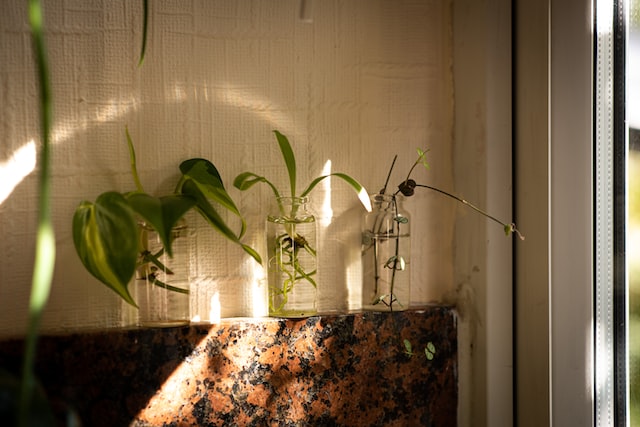 tanaman mini indoor | Aikrut